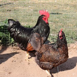 Double‑Laced Barnevelder