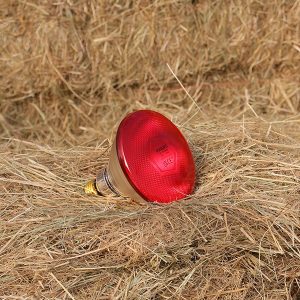 Infrared Heat Lamp
