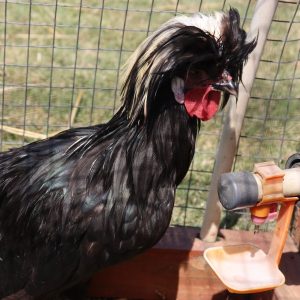 Polish Bantam