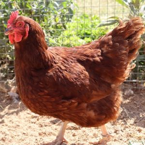 Rhode Island Red