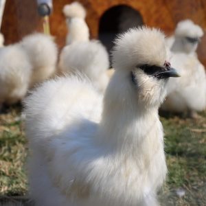 Silkie Bantam