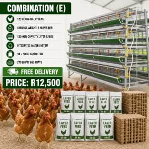 Layer Chickens Combos - E