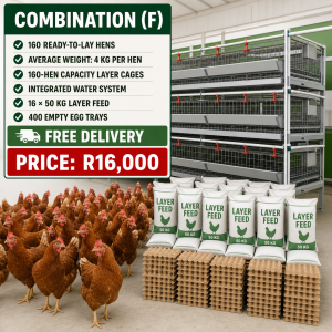 Layer Chickens Combos - F