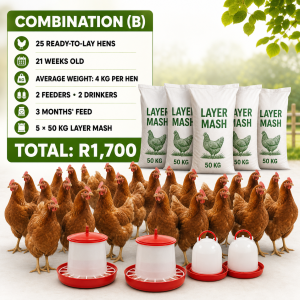 Layer Chickens Combos - B