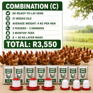 Layer Chickens Combos - C